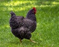 Chicken 4272 Royalty Free Stock Photo
