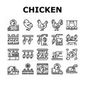 Chicken Meat Factory Collection Icons Set Vector