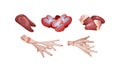 Chicken Meat Part with Feet and Hearts as Byproduct Vector Set Royalty Free Stock Photo