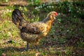 Chicken Molt Royalty Free Stock Photo