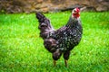 Chicken at the Mountain Farm Museum in the Oconaluftee Valley Royalty Free Stock Photo