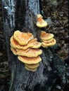 Chicken Mushroom Royalty Free Stock Photo