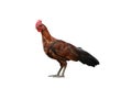 Chicken native of Thailand isolated on white background. Royalty Free Stock Photo