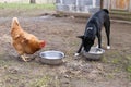 Chicken in nature with Dog Royalty Free Stock Photo