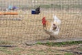 Chicken in nature Royalty Free Stock Photo