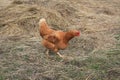 Chicken in nature Royalty Free Stock Photo