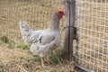 Chicken in nature Royalty Free Stock Photo