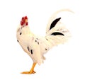 Chicken in nature, open farm Royalty Free Stock Photo