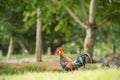 Chicken in nature , open farm Royalty Free Stock Photo