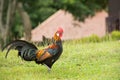 Chicken in nature , open farm Royalty Free Stock Photo