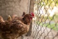 Chicken near the fence on the farm Royalty Free Stock Photo