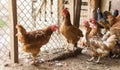 Chicken near the fence on the farm Royalty Free Stock Photo