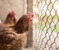 Chicken near the fence on the farm Royalty Free Stock Photo