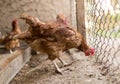 Chicken near the fence on the farm Royalty Free Stock Photo