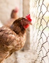 Chicken near the fence on the farm Royalty Free Stock Photo