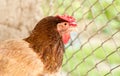 Chicken near the fence on the farm Royalty Free Stock Photo