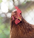 Chicken near the fence on the farm Royalty Free Stock Photo