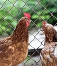 Chicken near the fence on the farm Royalty Free Stock Photo