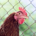 Chicken near the fence on the farm Royalty Free Stock Photo