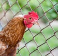 Chicken near the fence on the farm Royalty Free Stock Photo