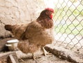 Chicken near the fence on the farm Royalty Free Stock Photo