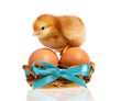 Chicken in nest Royalty Free Stock Photo