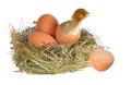 Chicken in nest with eggs on white Royalty Free Stock Photo