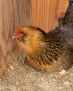 Chicken In Nesting Box Royalty Free Stock Photo