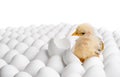 Chicken nestling Royalty Free Stock Photo