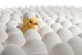 Chicken nestling Royalty Free Stock Photo