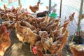 Chicken Organic farm in thailand. Portrait of many hen Royalty Free Stock Photo