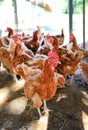 Chicken Organic farm in thailand. Portrait of many hen Royalty Free Stock Photo