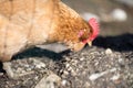 Chicken in the own garden, close up of the head Royalty Free Stock Photo