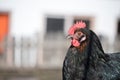 Chicken in the own garden, close up of the head Royalty Free Stock Photo