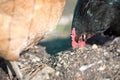 Chicken in the own garden, close up of the head Royalty Free Stock Photo