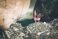 Chicken in the own garden, close up of the head Royalty Free Stock Photo