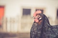 Chicken in the own garden, close up of the head Royalty Free Stock Photo