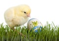 Chicken with painted egg Royalty Free Stock Photo