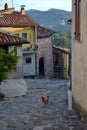 Chicken on the pavement of the ancient narrow aisle of a small Italian town Royalty Free Stock Photo