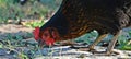 A chicken is pecking grains, A black hen with red stripes on its neck