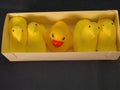 chicken peeps, and one imposter (yellow duckie)