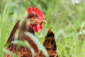 Chicken perched on a lush green grassy field Royalty Free Stock Photo