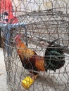 Chicken , pet, lived and cared for in the urban environment, D4 HCMC, Vietnam