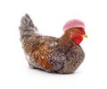 Chicken in a pink beret Royalty Free Stock Photo