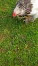 Chicken playing on the green grass field