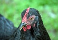 A chicken with a pondering look on her face.