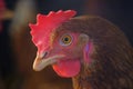 Chicken portrait Royalty Free Stock Photo