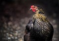 Chicken portrait Royalty Free Stock Photo