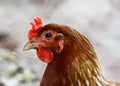Chicken portrait - Farm life