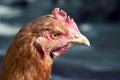 Chicken portrait side view, close-up. Portrait of a beautiful chicken with a comb on a blurred background. Copy space for text Royalty Free Stock Photo